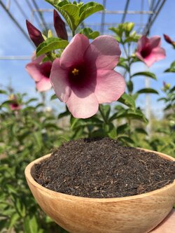 POTTING SOIL ดินบานบุรี