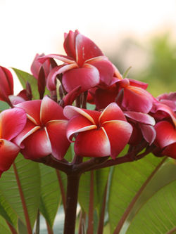 ต้นลีลาวดี แดงจีน่า ต้นลั่นทม Plumeria ไม้ดอกยืนต้น