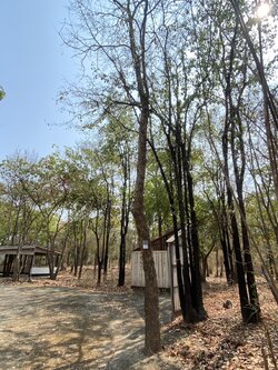 ต้นปีบ Millingtonia hortensis L. f