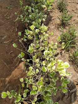 หัวใจเศรษฐี Mistletoe Rubber Plant