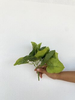 ใบเงินไหลมา Syngonium