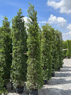 ไทรเกาหลี banyan tree