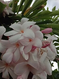 ต้นลีลาวดี ชมพูครรภ์ ต้นลั่นทม Plumeria ไม้ดอกยืนต้น