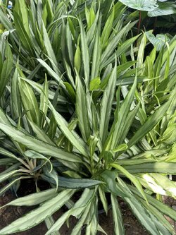 อโกลนีมา เศรษฐีใหม่ Aglaonema SP. Setthirmai