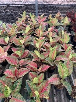 อโกลนีมา