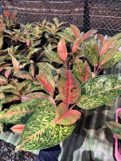 อโกลนีมา