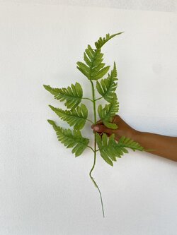 กิ่งใบเฟิร์นนาคราช