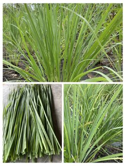 ใบตะไคร้หอม Cymbopogon nardus (Linn.) Rendle,