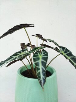 แก้วสารพัดนึก Alocasia Polly