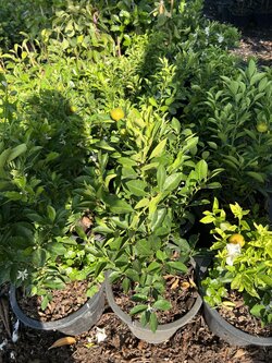 ส้มจี๊ด Kumquats