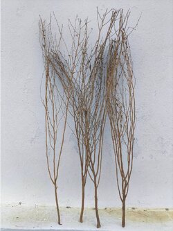 หญ้าขัดมอญ สูงเริ่มต้น 1.3 เมตร Brushwood กิ่งไม้แห้ง