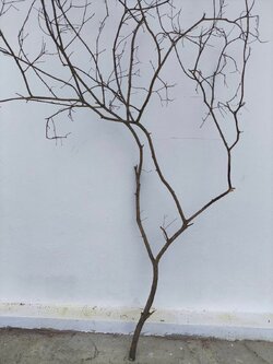 🌿 กิ่งไม้แห้งจริง Tree branch (เบอร์ 28)