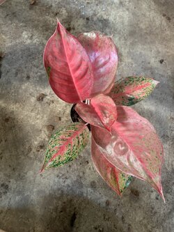 อโกลนีมา สยามพิ้งค์ Aglaonema