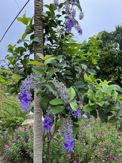 พวงคราม ดอกม่วง Purple wreath ไม้เถาเลื้อย