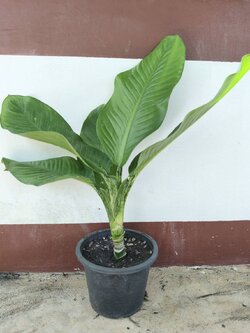 ต้นเศรษฐีวิลสัน Dumb Cane Plants