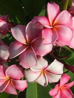 ต้นลีลาวดี ชมพูอีสาน ต้นลั่นทม Plumeria ไม้ดอกยืนต้น