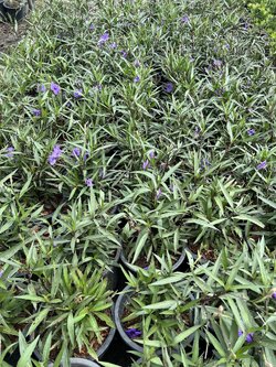 ฟ้าประทานพร สีม่วง Ruellia ต้อยติ่ง