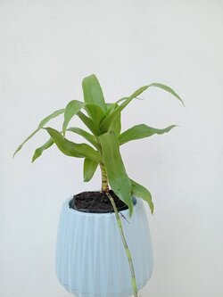 ต้นกวนอิมพันมือ หรือ ต้นวาสนาเลื้อย