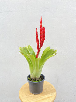 สับปะรดสี bromeliad Vriesea