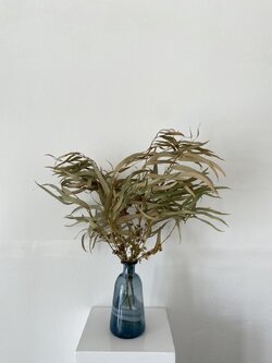 ใบยูคาลิปตัสแห้งใบยาว Eucalyptus