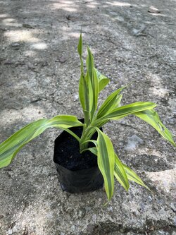 กวนอิมทอง Lucky Bamboo,Ribbon plant