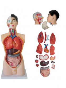 หุ่นจำลองแสดงอวัยวะภายในมนุษย์ สูง 85 ซม. ถอดประกอบได้ 19 ชิ้น