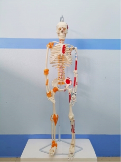 โมเดลโครงกระดูกมนุษย์ ขนาด 85 ซ.ม. แบบแสดงเอ็นยึดข้อและจุดเกาะกล้ามเนื้อ