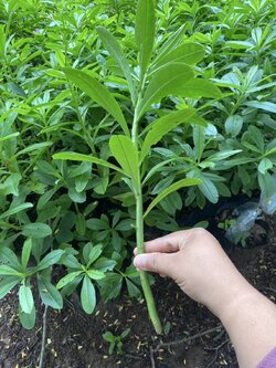 โสมไทยปักชำสด 🌿 ปลูกเองได้ง่าย โตเร็ว