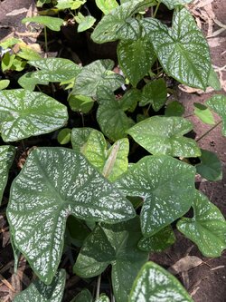 บอนสี อิเหนา Caladium