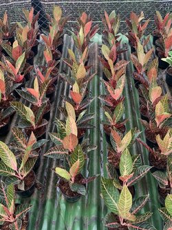 อโกลนีมา