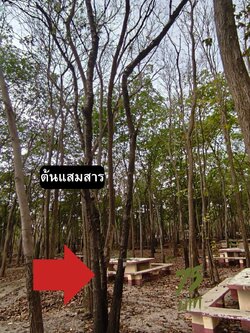 ต้นแสมสาร Cassia garrettiana Craib