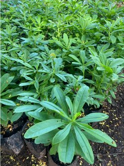 ต้นโสมไทย Talinum paniculatum Gaertn