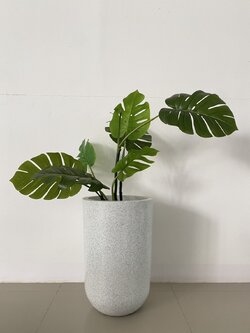 ต้นมอนสเตอร่า ปลอม (Monstera, Swiss Cheese Plant)