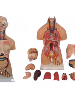 หุ่นจำลองแสดงอวัยวะภายในมนุษย์ สูง 55 ซม. ถอดประกอบได้ 15 ชิ้น
