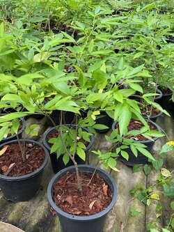 เซียนเช่า