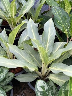 อโกลนีมา สิริกาญจนา Chinese Evergreen