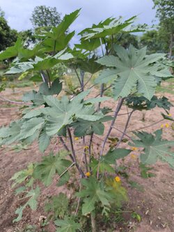 ใบละหุ่งสด Castor Bean