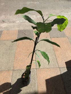 มณฑาทิพย์ Magnolita