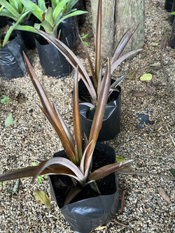 สับปะรดสี Bromeliad