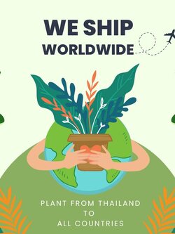 Looking for plants from Thailand?