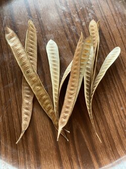 ฝักกระถินแก่แห้ง White Popinac