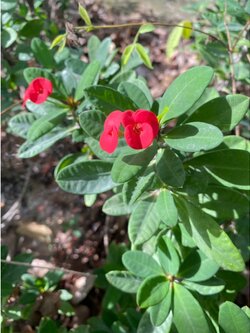 กิ่งโป๊ยเซียน Crown of Thorns