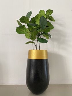 ต้นไทรใบสัก ปลอม Fiddle Fig