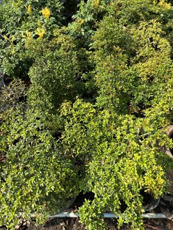 ประยงค์ Chinese rice flower