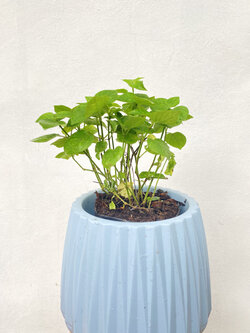 บุษบาฮาวาย บาหยา Asystasia ไม้คลุมดิน