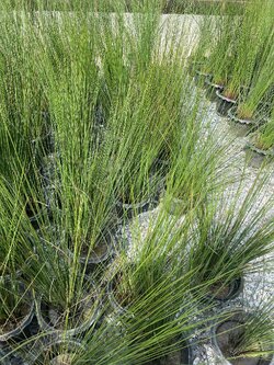 กกน้ำพุ