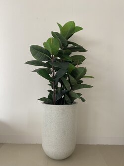 ต้นยางอินเดีย ปลอม Rubber Plant