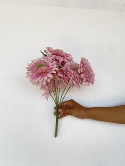 ดอกเยียบีร่า Gerbera