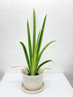 ต้นไอริส ดอกเหลือง ปลอม Irises