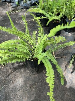 เฟิร์นใบมะขาม Nephrolepis cordifolia or Sword Fern